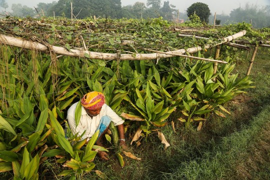 Multi-layer farming in Sheohar India